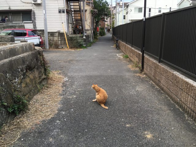 10 30 江ノ島 2 猫島 たまにはトラベラー